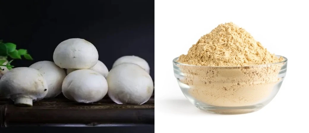 Agaricus mushroom powder Agaricus mushroom powder